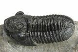 Detailed Gerastos Trilobite Fossil - Morocco #226603-3